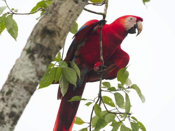 <h3><a href="/trips/costa-rica/biota/animalia/chordata/aves/027 psittaciformes/003 psittacidae/ara macao/ara macao-nl.html">Ara&nbsp;macao</a> / Scarlet&nbsp;macaw / Geelvleugelara</h3>OM-1 Mark II met OLYMPUS M.150-400mm F4.5 TC, 1/2000 sec  bij F5.6, ISO 10000, afstand 21.3&nbsp;m